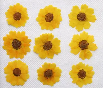 250pcs 25 mm Pritisnete Posušene Chrysanthemum Flower Suhe Rastline Za Epoksi Smolo, Ogrlico, Obesek, Nakit, Izdelava Obrti DIY Dodatki