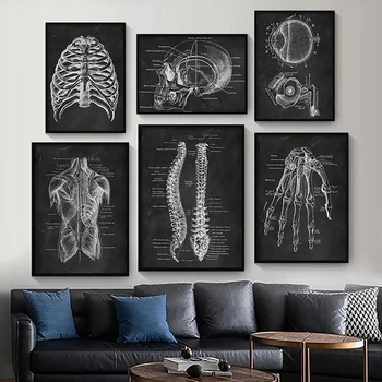 Okostje Organ Mišic Človeškega Telesa Anatomija Umetnine Medicinske Tiskanje Zidana Retro Črno-Beli Plakat Izobraževalne Platno Slikarstvo